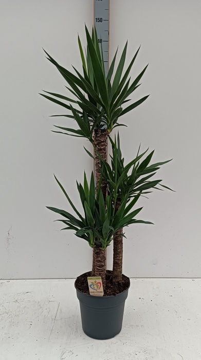 <h4>YUCCA</h4>