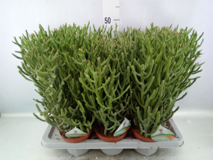 <h4>Euphorbia tirucalli</h4>