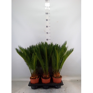 Cycas revoluta