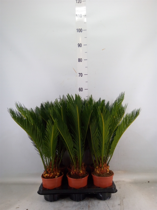 <h4>Cycas revoluta</h4>