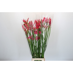 Nerine Pearl of Cherry