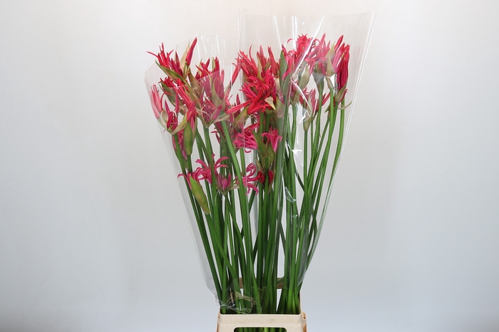 <h4>Nerine Pearl of Cherry</h4>