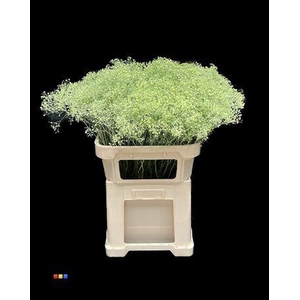 Gyps Million Star Mint