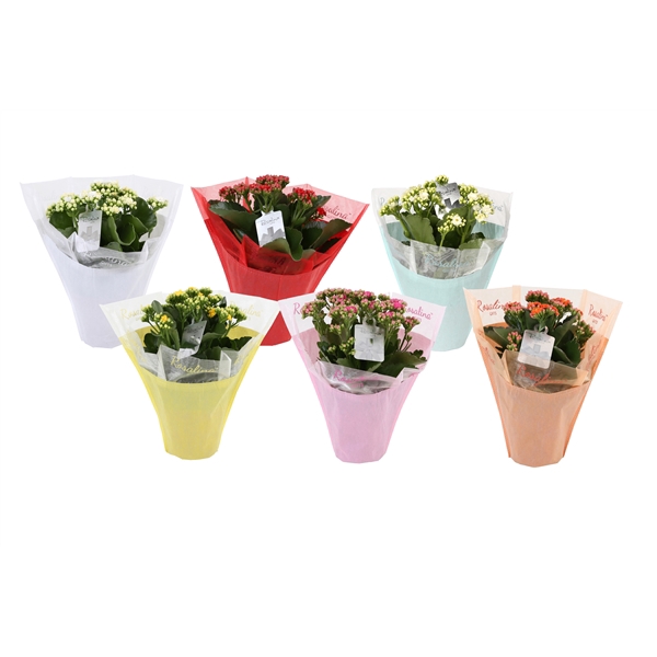 <h4>KP-729.1 - Kalanchoe Rosalina 12cm in pastel gifts .</h4>