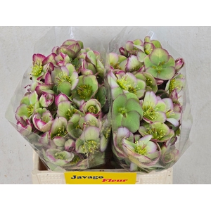 HELL FRK GLENDA GLOS