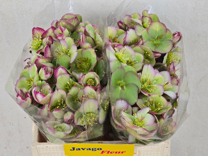 <h4>HELL FRK GLENDA GLOS</h4>