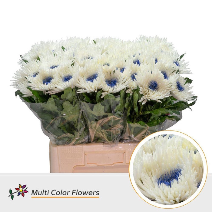 <h4>Chrysanthemum PL   ...colored H%</h4>