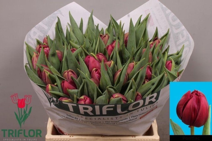 <h4>Tulipa do pontiac</h4>