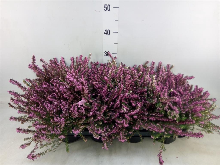 <h4>Erica darley.   ...</h4>