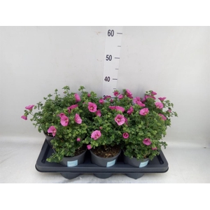 Anisodontea capensis 'Elega Prince'