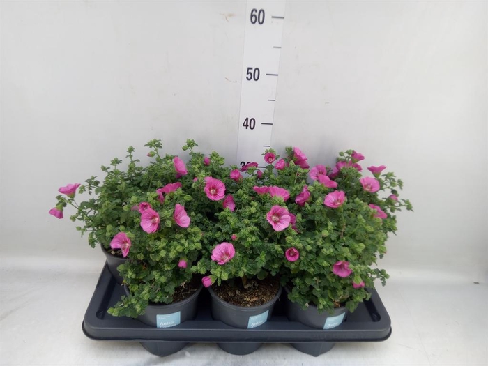 <h4>Anisodontea capensis 'Elega Prince'</h4>