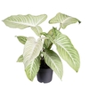 Overig planten