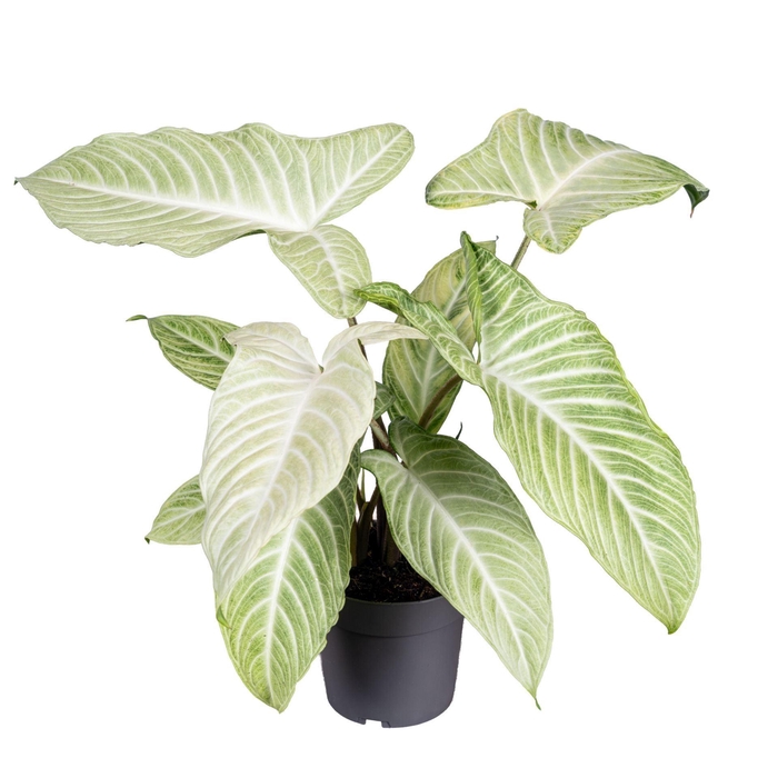 <h4>Overig planten</h4>