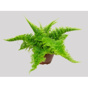 SAMAMBAIA HAVAIANA MINI C13