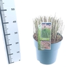Miscanthus sinensis Red Cloud