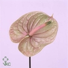 Anthurium Tequila (price x box) 10/12 st.