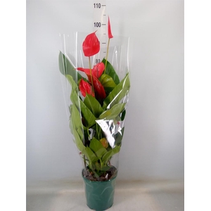 Anthurium andr. 'Melodia Ibis'