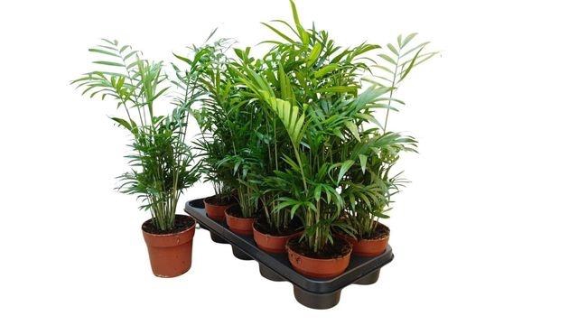 <h4>Chamaed Elegans</h4>