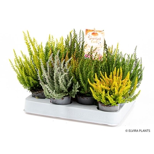CALLUNA VULGARIS p6 girl sunset