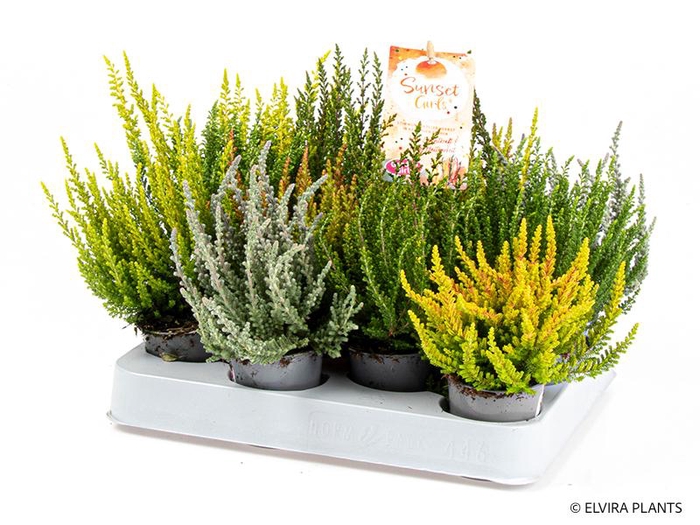 <h4>CALLUNA VULGARIS p6 girl sunset</h4>