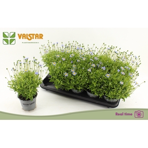 FELI AM FELICIT BLUE