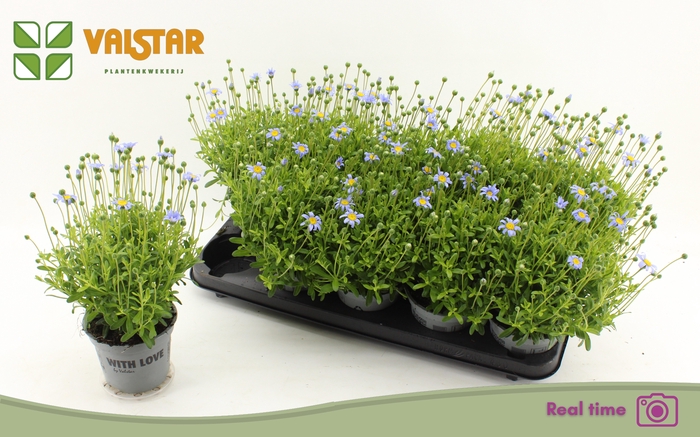 <h4>FELI AM FELICIT BLUE</h4>