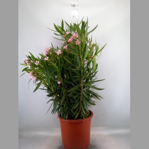 Nerium oleander   ...