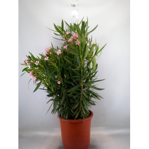 Nerium oleander   ...