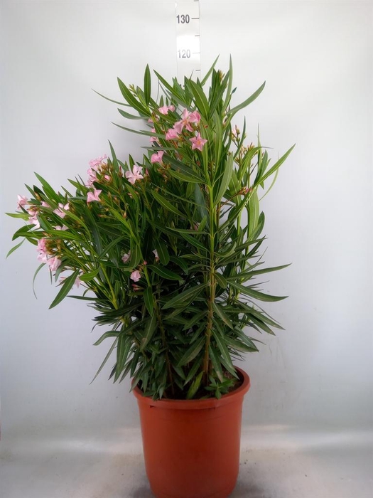 <h4>Nerium oleander   ...</h4>