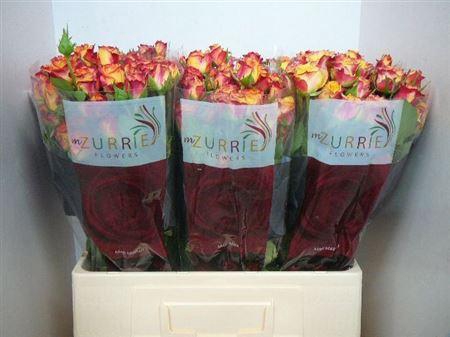 <h4>R Tr Land Of Fire</h4>