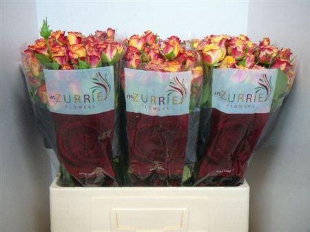 <h4>R Tr Land Of Fire</h4>