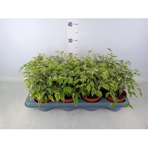 Ficus benja. 'Kinky'