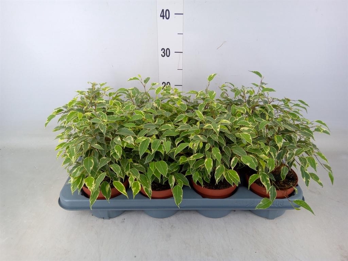 <h4>Ficus benja. 'Kinky'</h4>