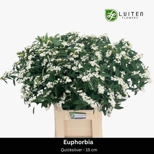 EUPH F T QUICKSILVER