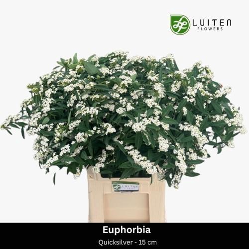 <h4>EUPH F T QUICKSILVER</h4>