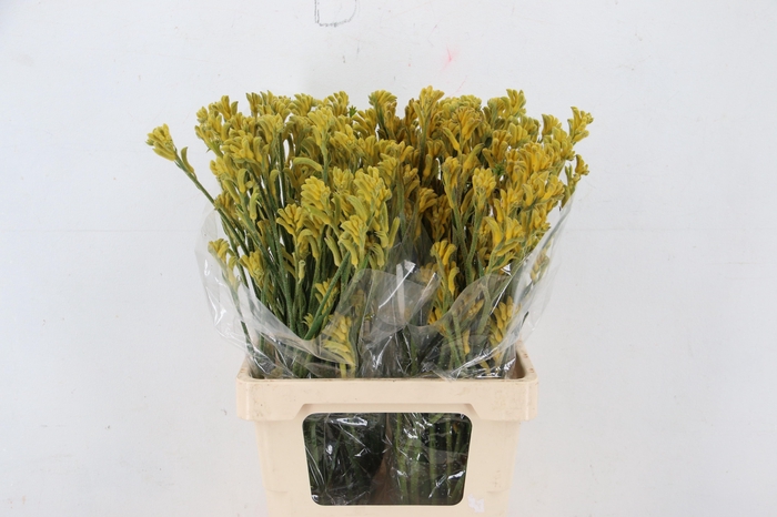 <h4>ANIGOZ BUSH GOLD</h4>