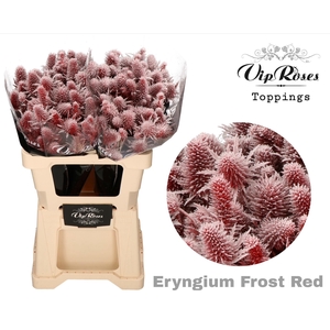 ERYNGIUM SUPERNOVA FROST RED 60cm