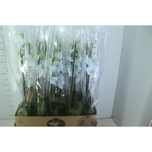 PHALAENOPSIS P12 TINGIDA AZUL 2 HT