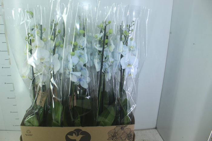 <h4>PHALAENOPSIS P12 TINGIDA AZUL 2 HT</h4>
