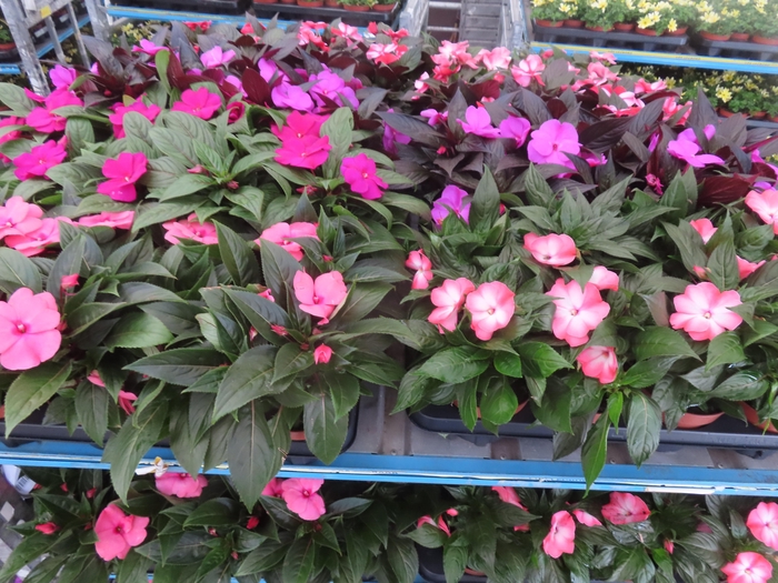 <h4>IMPAT NG MIXK 4 KL</h4>