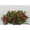 Protea Robijn
