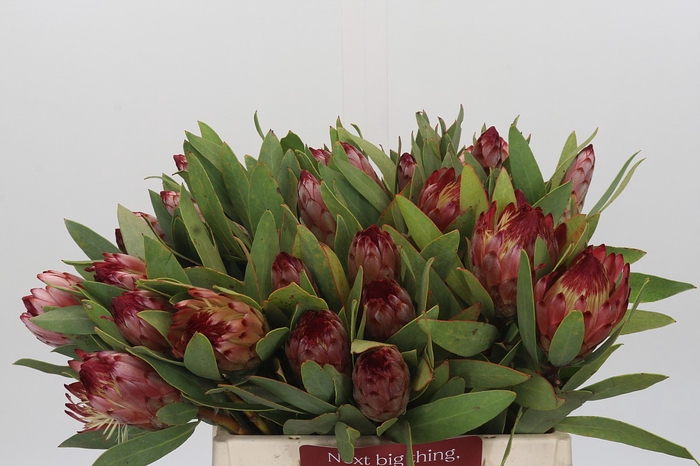 <h4>Protea Robijn</h4>
