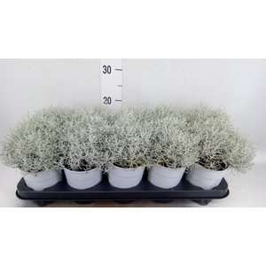 LEUCOPHYTA BROWNII