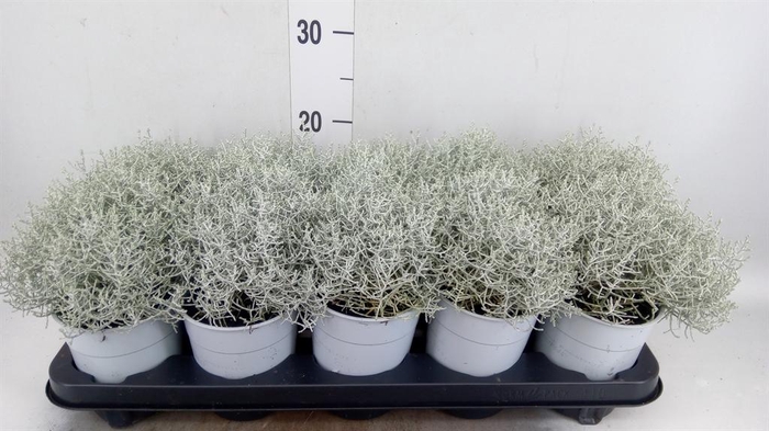 <h4>LEUCOPHYTA BROWNII</h4>