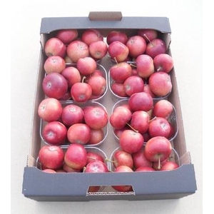 MALUS SIERAPPEL BOX
