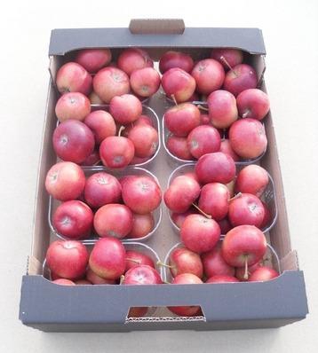 <h4>MALUS SIERAPPEL BOX</h4>