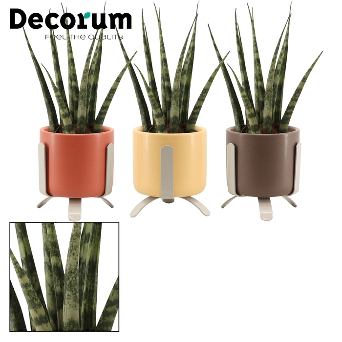 Sansevieria Fernwood 6 cm in Luca (Nature Love-collection)