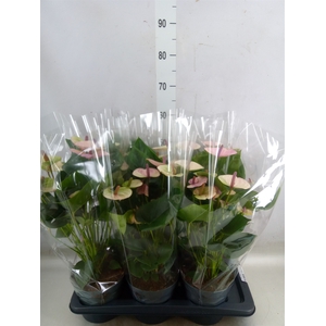 Anthurium andr. 'Laguna'