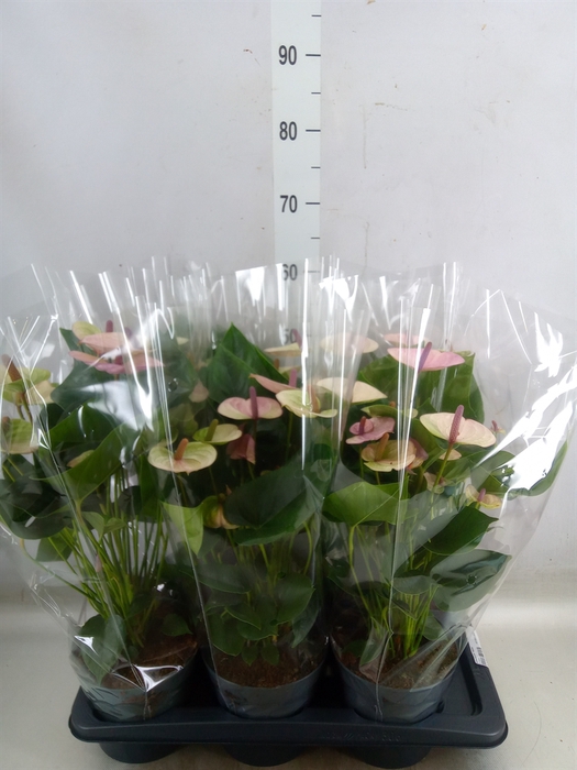 <h4>Anthurium andr. 'Laguna'</h4>