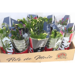 FLOR DE MAIO P11